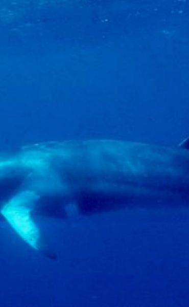 Japón caza 122 ballenas Minke que estaban embarazadas