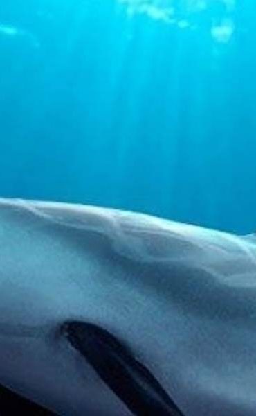 Pronto le diremos adiós a la vaquita marina, México anuncia que no pueden salvarla