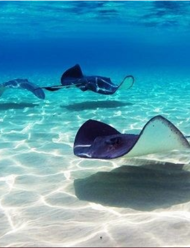 Descubren criadero de mantarrayas en el Golfo de México