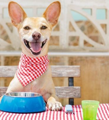 ¿Es mejor alimentar a las mascotas con comida casera o comida procesada?